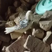 نر دوکت هفت‌رنگ عتیقه