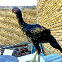 جوجه لاری 4ماهه از پدر مادر کاملا جنگی