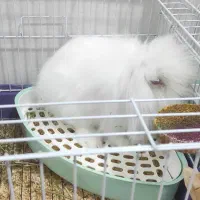 خرگوش نژاد ترکیش