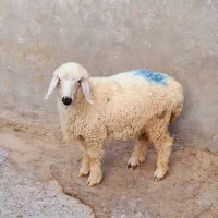 یک‌بره‌چاقوچله