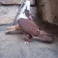 کربلایی نرماده