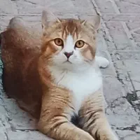 بریتیش نر