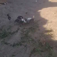 جوجه بقلمون