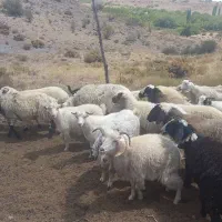 میش|حیوانات مزرعه|سیرجان, |دیوار