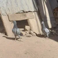 جوجه المانی