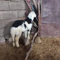 بره‌نر