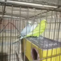 مرغ عشق