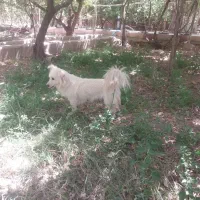 واگذاری پاپی ماده و نر . توله سگ
