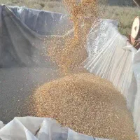 پخش و فروش جو  دامی خارجی