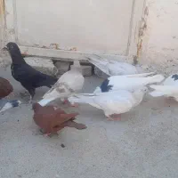 کفتر کبوتر جوجه