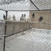 کبوتر های اسمان خراش ناب درجه یک