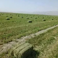 یونجه خشک سبز و درجه یک