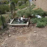 غاز/مرغ/خروش