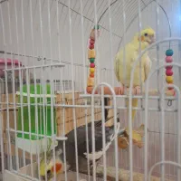 دو عدد عروس هلندی