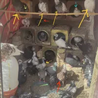 کفتر
