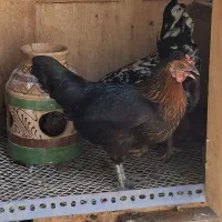 مرغ