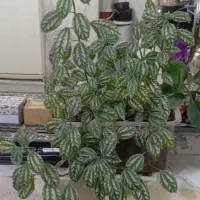 گل آویز