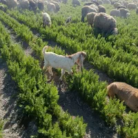 بز گلابی|حیوانات مزرعه|حسن آباد, |دیوار