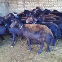گوسفند داشتی قزل افشار اصل