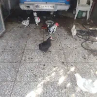 مرغ تخمگذار گلین جوان