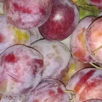 آلو حاج حسن استنلی
