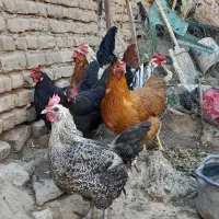 گله ای مرغ و خروس رسمی