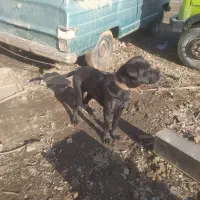 واگذاری سگ نر کنکورسو و چند عدد توله