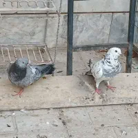 کفتر زاجر پلاکی کله برنجی یزدی یهودی