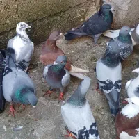 کبوتر کفتر|پرنده|گالیکش, |دیوار