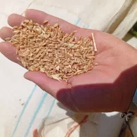 فروش گندم