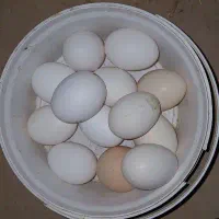 تخم نطفه دار گلین