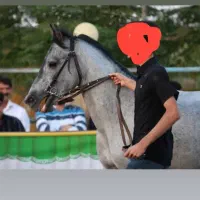 نریان ترکمن