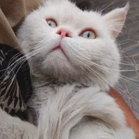گربه|گربه|بیرجند, |دیوار