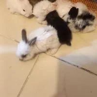 خرگوش