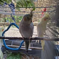 عروس هلندی