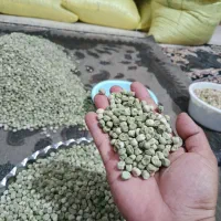 فروش بذر نخود فرنگی پفکی