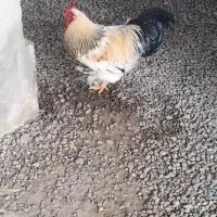 خروس