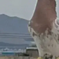 کبوتر به ضمانت