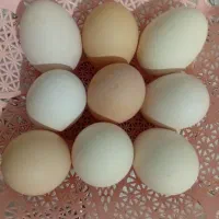 خوردنی|خوردنی و آشامیدنی|مراغه, |دیوار