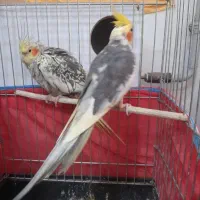 عروس هلندی نروماده