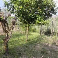 زمین مسکونی فروشی در روستای گنجار|فروش زمین و ملک کلنگی|احمدسرگوراب, |دیوار