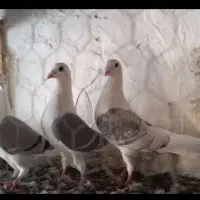 کبوتر دو کت آلمانی  اصیل