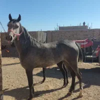 اسب مادیان و کره
