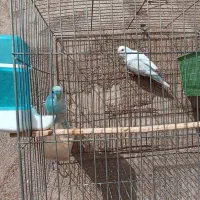 یک جفت مرغ عشق با قفس و وسایل