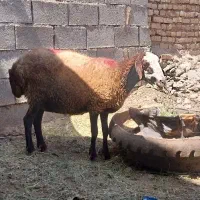 میش افشاری