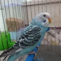 مرغ عشق زیبا