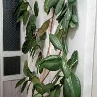 فیکوس سبز بزرگ