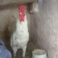خروس گلین