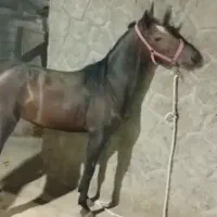 اسب فروشی