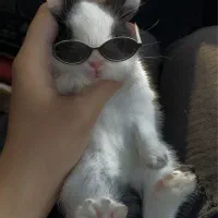 خرگوش